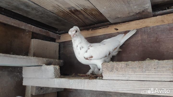 Голуби узбекские