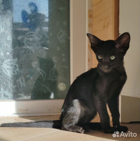 Ориентальные котята разных окрасов