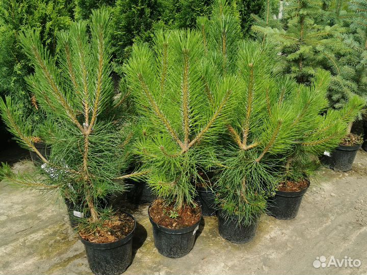 Сосна Черная