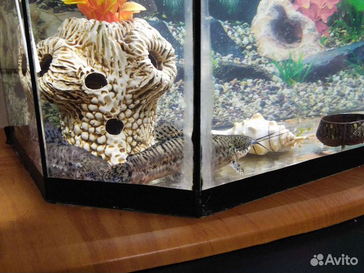 Сомы Таракатум