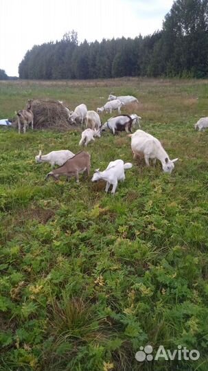 Козлики и козочки