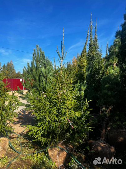 Живые ели и сосны 3 метра