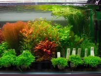 Живые растения для аквариума в ассортименте