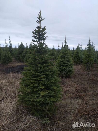 Ель колючая Глаука