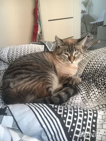 Кошки