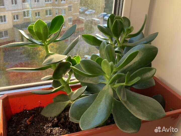 Крассула /Денежное дерево / толстянка