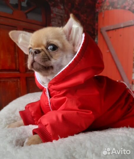 Чихуахуа девочки