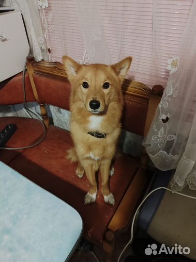 Карело финская лайка. Вязка