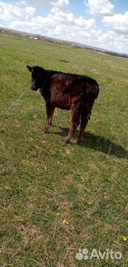 Продам тёлочку