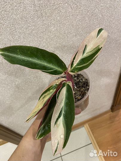 Алоказия шкура дракона