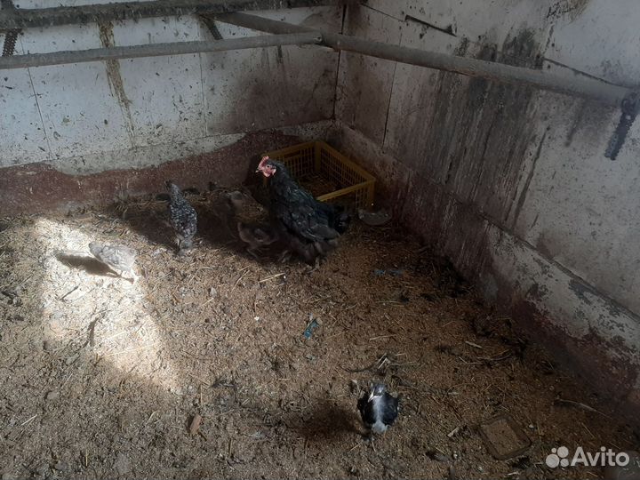 Продам курицу с цыплята,курица 1 +6 цыплят