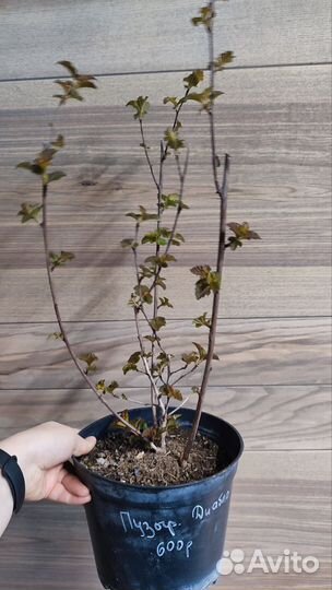 Саженцы пузыреплодник(разные сорта)