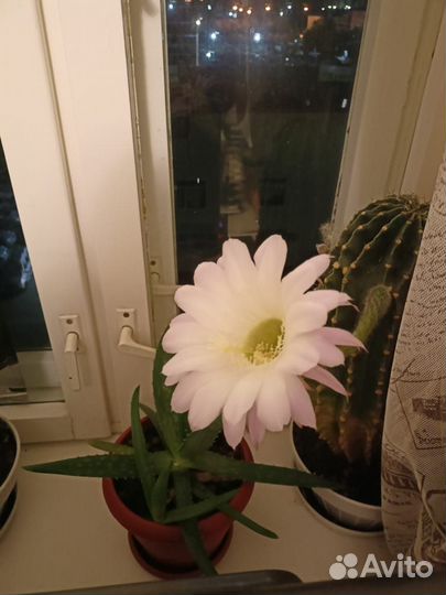 Суккуленты, толстянка. Кактус