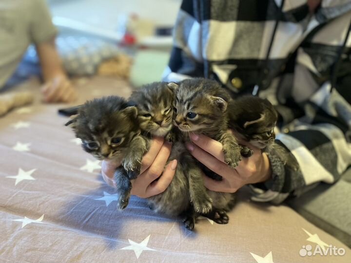 Котята в добрые руки