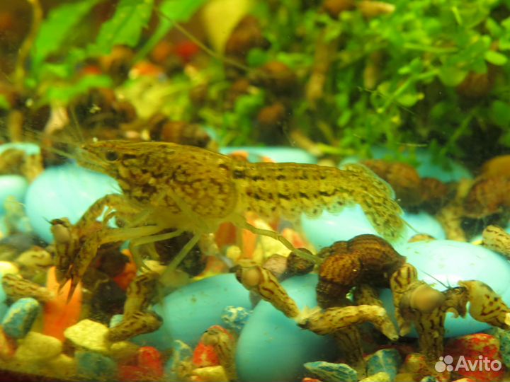 Мраморные раки