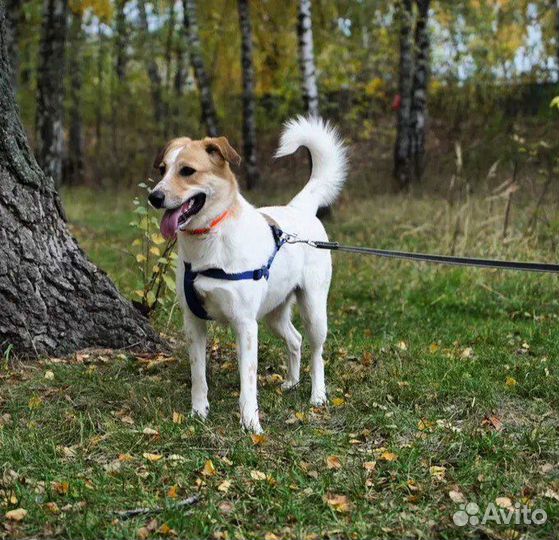 Собака Красавица из приюта