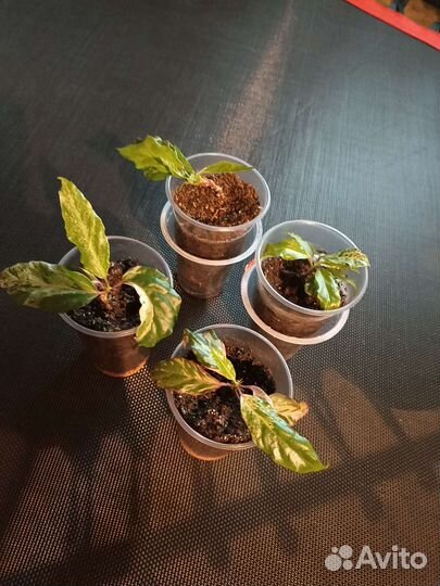 Гибискус купера саженец