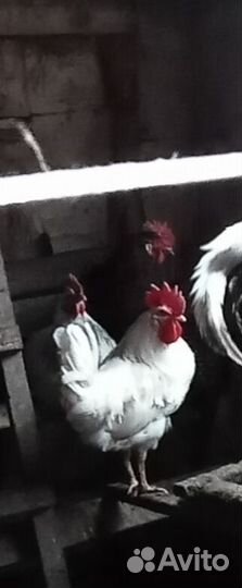 Петухи