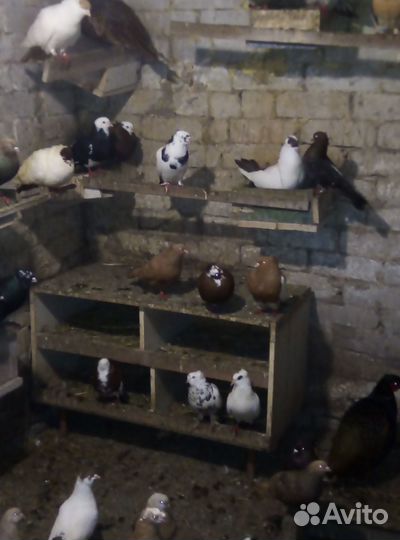 Голуби и фазаны