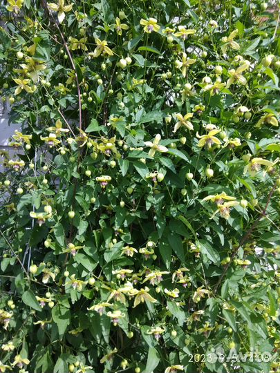 Клематис тангутский