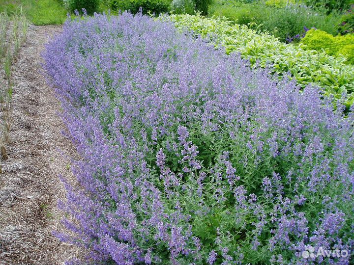 Котовник фассена Блю Вондер