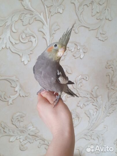 Птенец кореллы