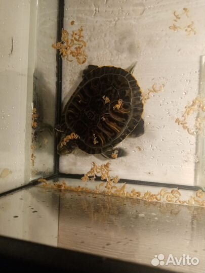 Красноухая черепаха с аквариумом