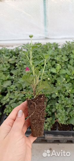 Хризантемы мультифлора