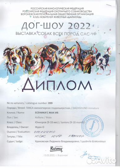 Вязка, Такса миниатюрная, кобель