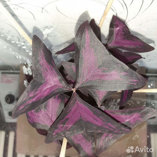 Кислица оксалис