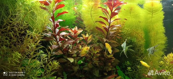 Аквариумные растения и креветки вишня