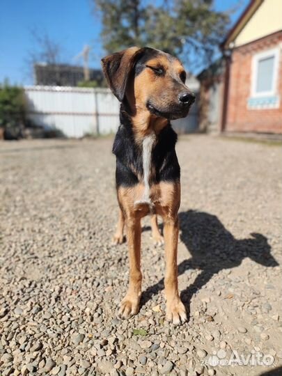 Собака в добрые руки