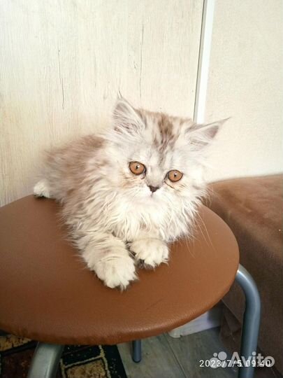 Персидская кошечка
