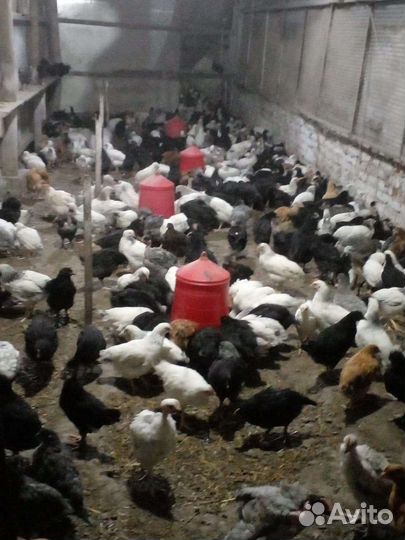 Цыплята помесь