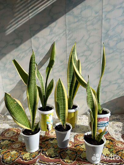 Сансевьера трехполосная