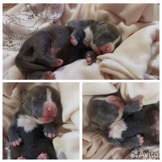 Щенки питбуля