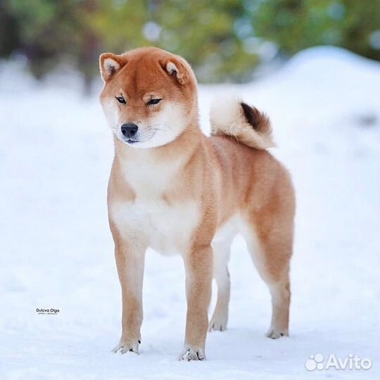 Кобель чемпион сиба шиба для вязки