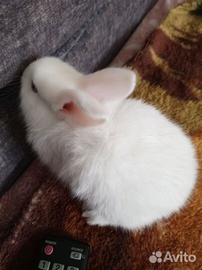 Кролики мясных пород, полувеликаны