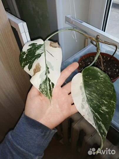 Монстера вариегатная Альба