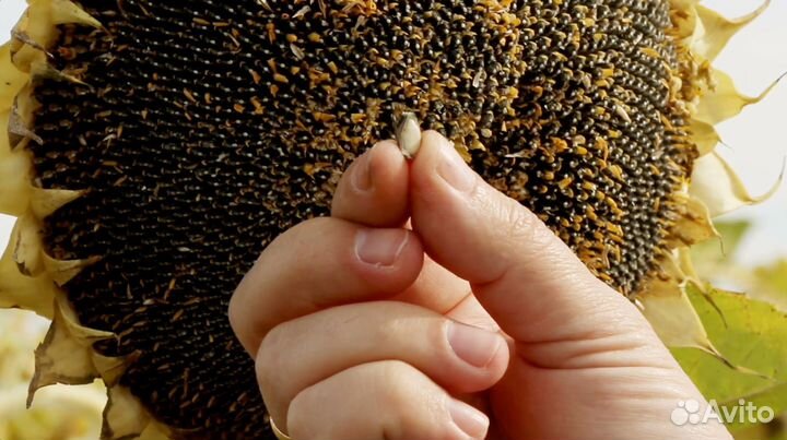 Семена подсолнечника гибрид Спринт