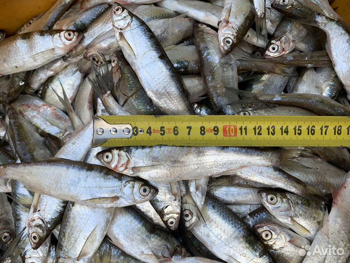 Уклейка свежая