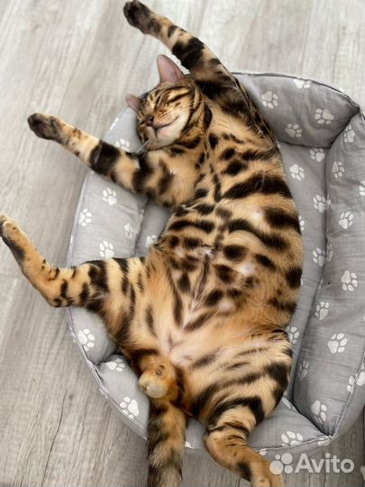 Бенгальский кот вязка