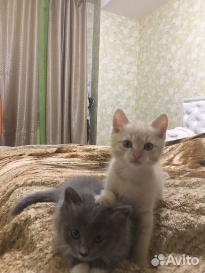 Отдам котят в добрые руки
