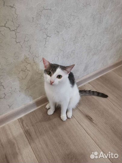 Отдам котенка в добрые руки