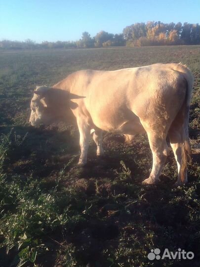 Бык.корова