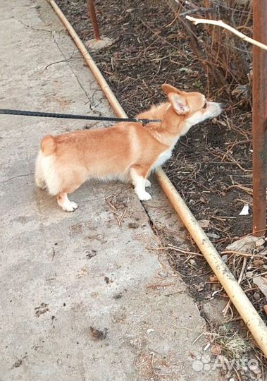 Ждём на вязку