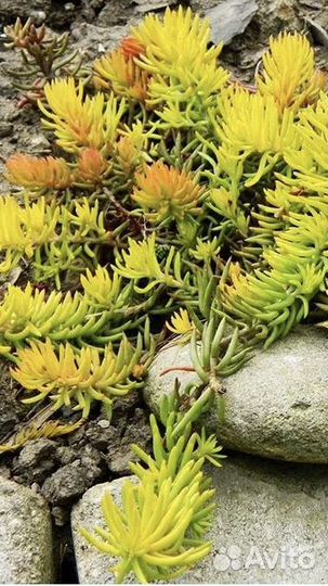 Садовые многолетние цветы Очиток седум