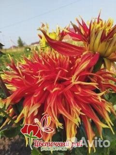 Георгины клубни