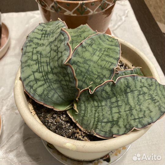 Сансевиерия