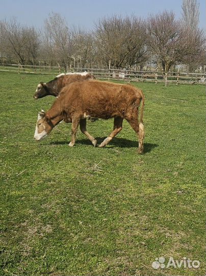 Коровы второй отёл